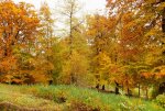 2013_1021Herbst0041 wald.jpg