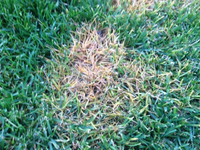 Rasen002.webp