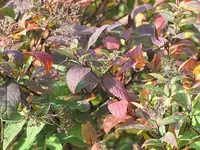 011.webp
