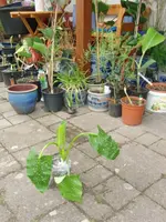 CIMG3187 Anfang Mai 2013.webp