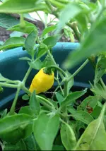 lemon drop.webp