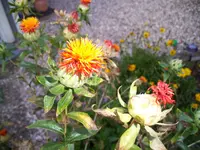 100_1231.webp