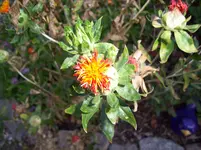 100_1232.webp