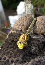 Libelle2.webp