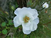 CIMG5958.webp
