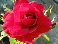 CIMG5962.webp