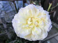 CIMG5971.webp