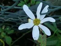 CIMG5964.webp