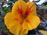 CIMG5972.webp