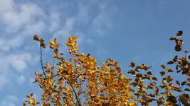 P1100346.webp