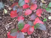 Bild 2117.webp