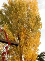 CIMG5975.webp