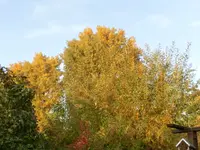 CIMG5979.webp