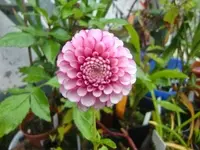 CIMG3070.webp