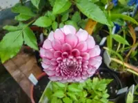 CIMG3071.webp