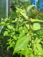 CIMG3081.webp