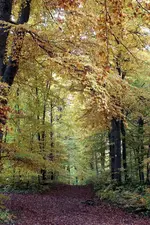 2013_1021Herbst0076 weg.webp