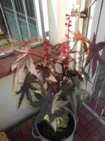 Rizinus Blüte im Kessel.webp
