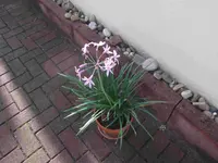 Knobikraut.webp