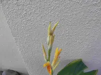 C. Cinnabrina Blüte.webp