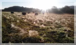 Spinnweben (2) (Kopie).webp