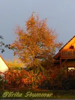 Linde.webp