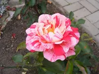 Blüte Papageno 23.10.2013.webp