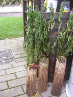 Gelenkblumenwurzeln.webp
