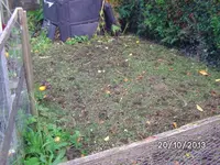 Bohnenbeet.webp