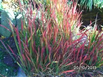 Red Along.webp