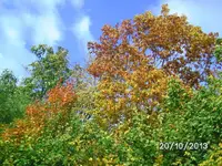 Herbstgrüße.webp