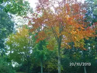 Herbstgrüße (2).webp