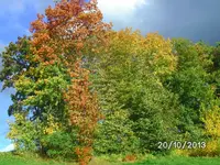 Herbstgrüße (6).webp