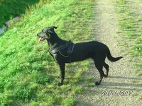 Anka (2).webp