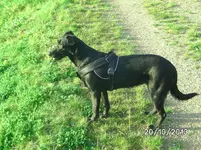 Anka (3).webp