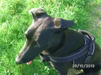 Anka (4).webp