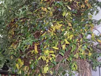 SAM_2363.webp