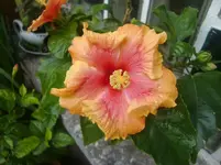 CIMG3097.webp