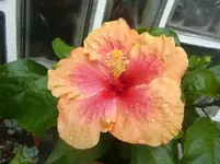 CIMG3098.webp