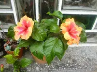 CIMG3096.webp