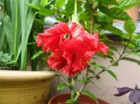 CIMG3099.webp