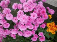 DSCN2632.webp