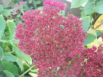 DSCN2634.webp