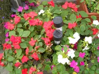 DSCN2635.webp