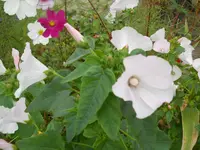 DSCN2637.webp
