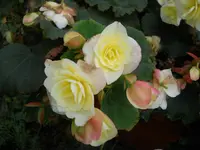 DSCN2638.webp