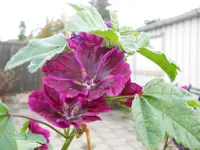 DSCN2639.webp