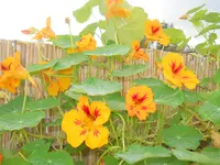 DSCN2640.webp