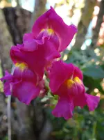 Blumen1.webp