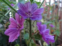 Blumen3.webp